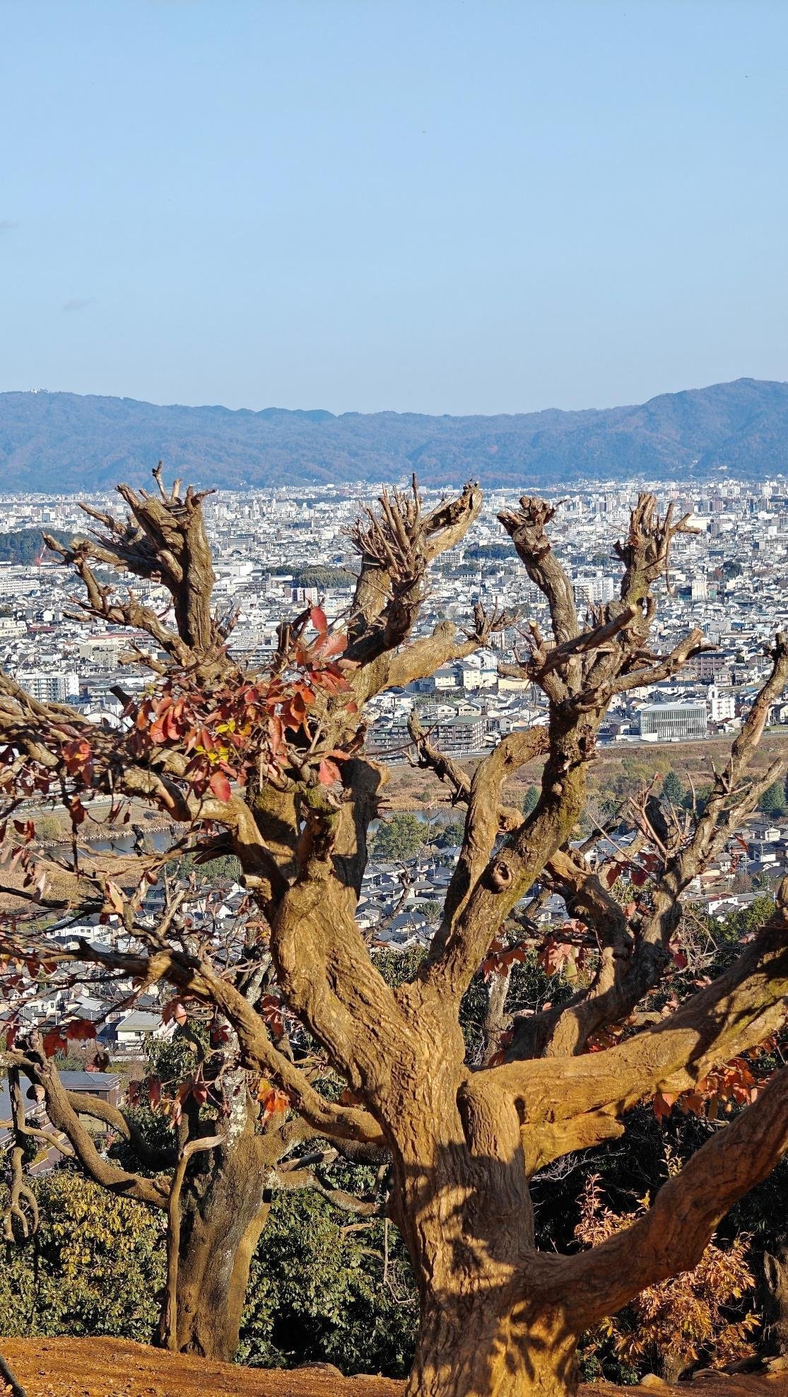 Tree over cityscape with distant mountains