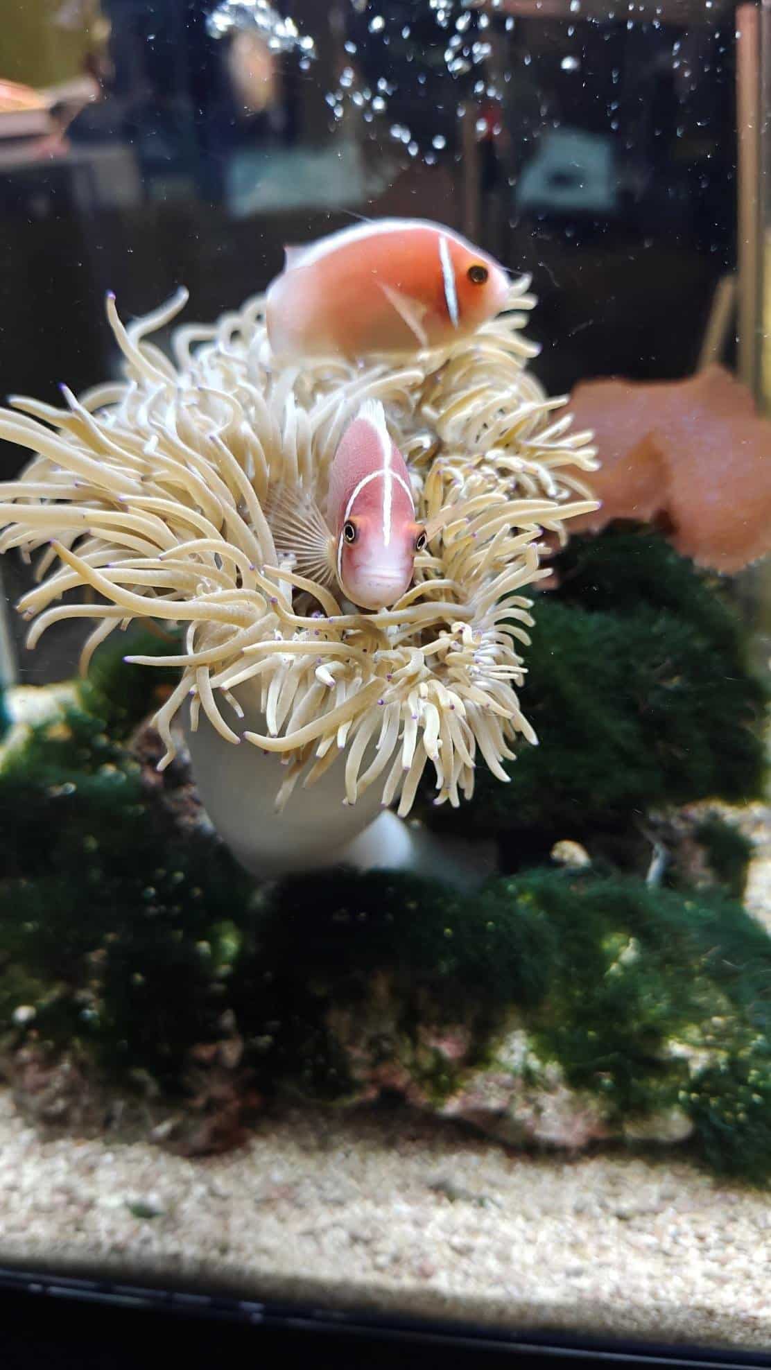 Two clownfish among anemones in a fish tank
