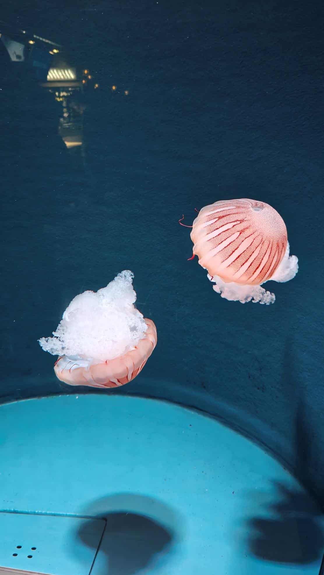 Two jellyfish floating gracefully in a blue aquarium