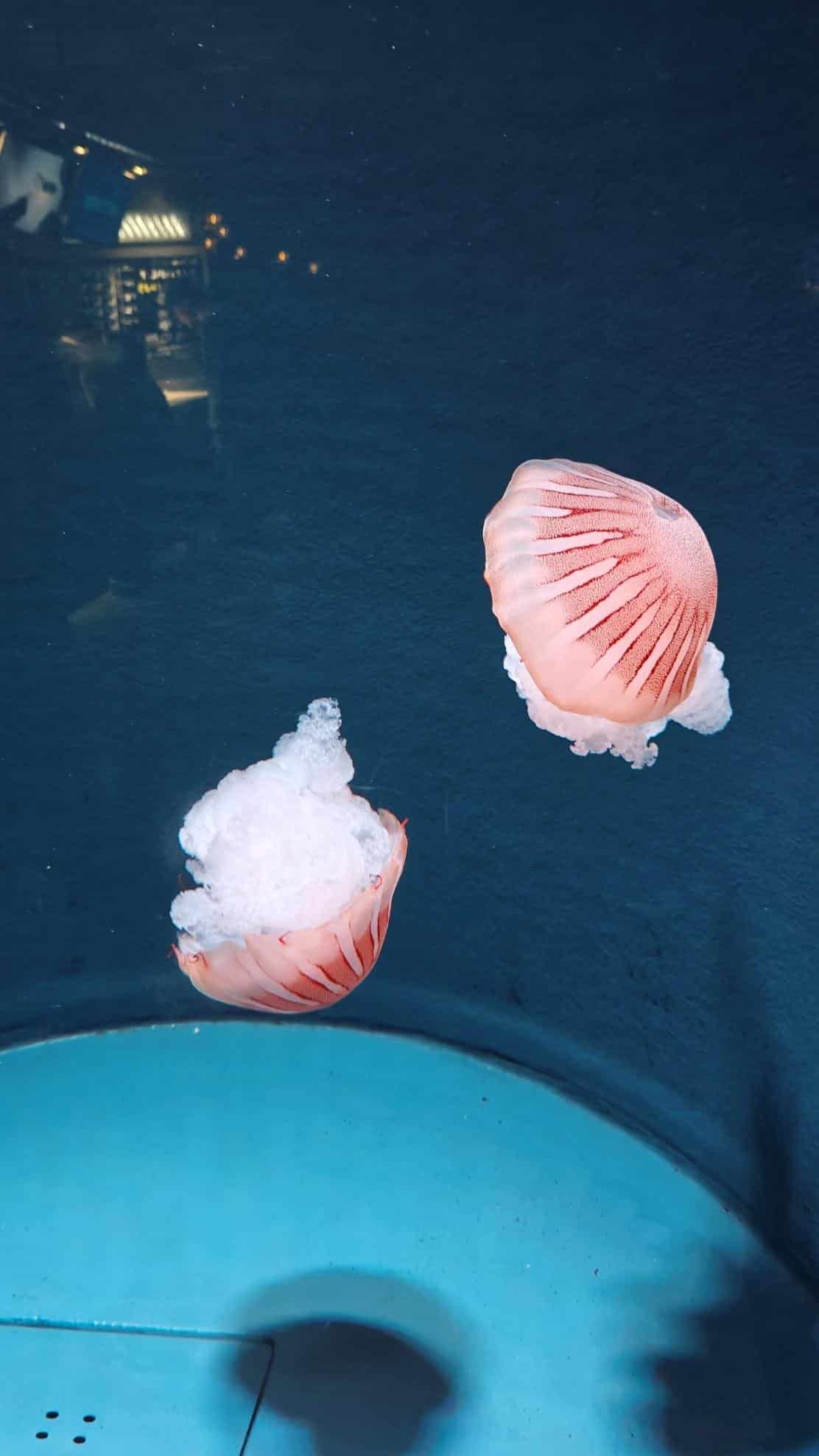 Two jellyfish floating in a dimly lit aquarium