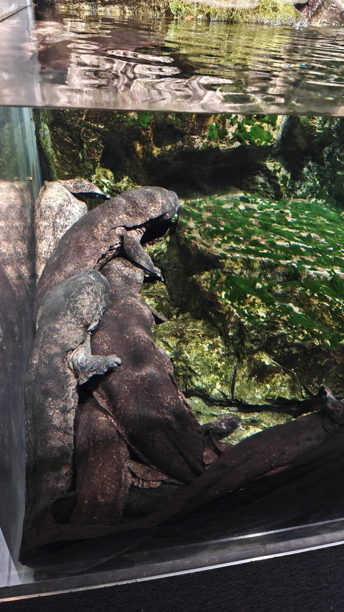 Two large salamanders submerged in a clear water tank.