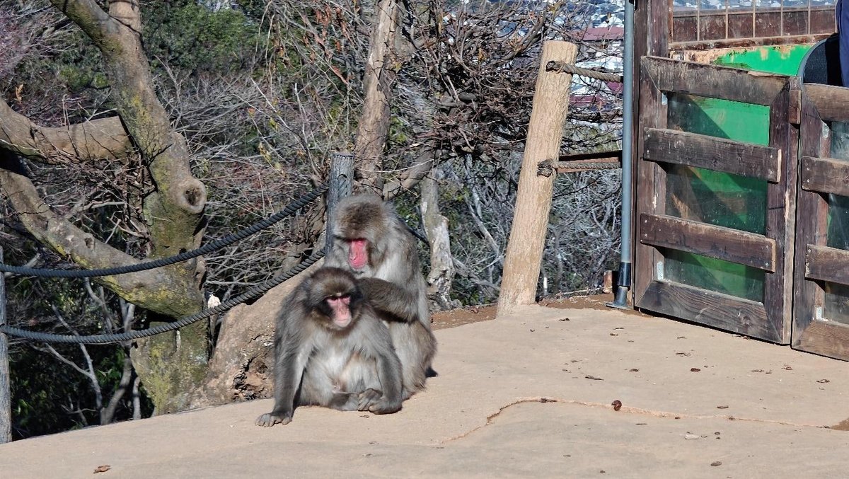 Two monkeys on a platform