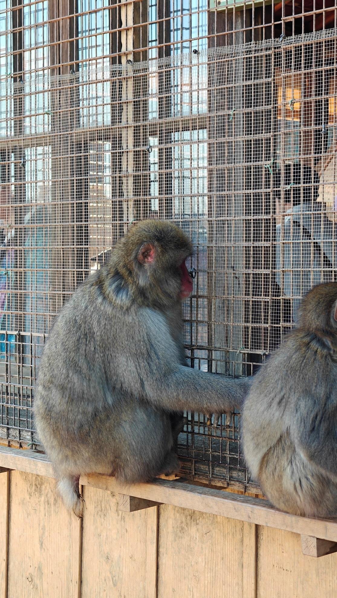Two monkeys sitting by wire fence