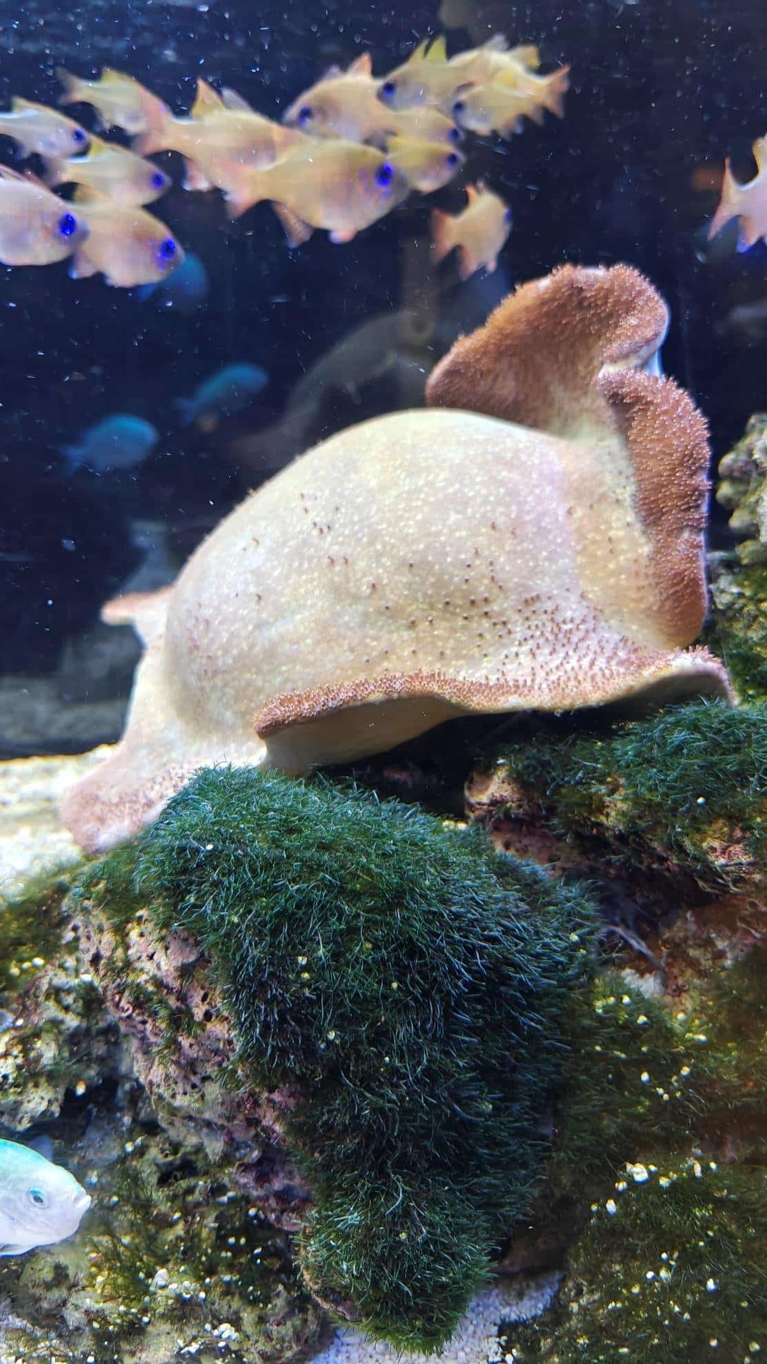 Underwater creature on algae with fish swimming above