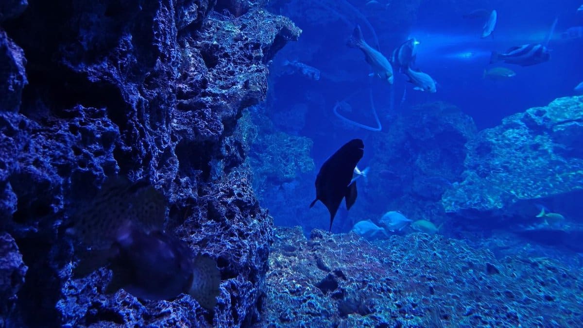 Underwater scene with fish swimming near coral formations
