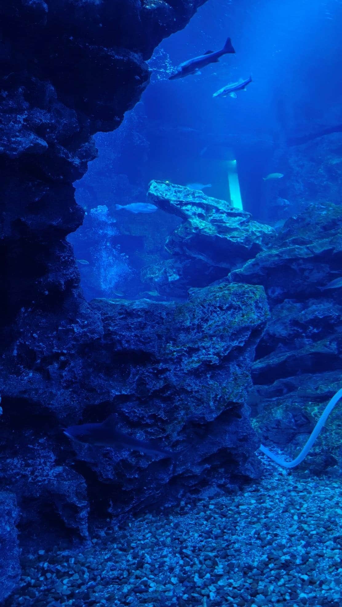Underwater scene with rocks and swimming fish in an aquarium