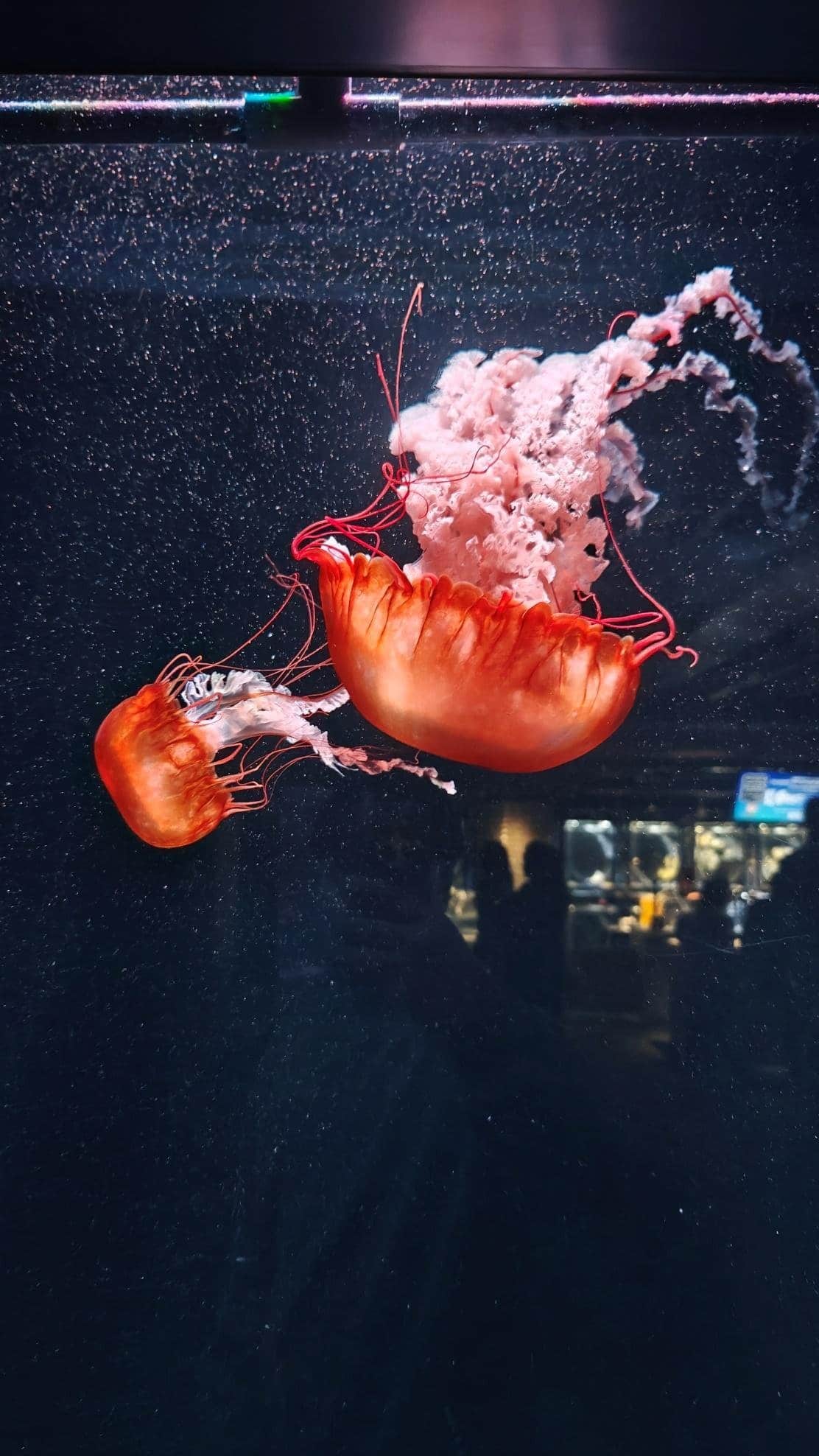Vibrant jellyfish swimming in a dimly lit aquarium