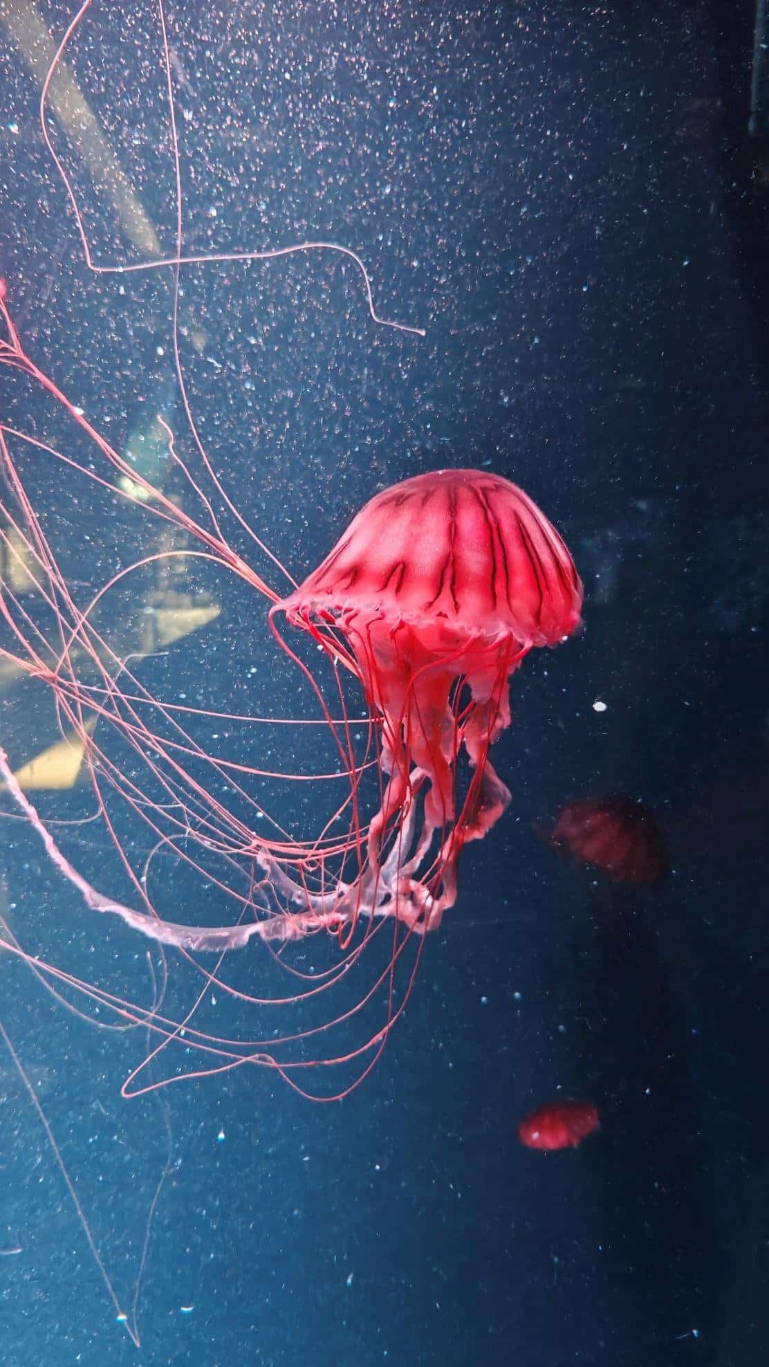 Vibrant pink jellyfish against a dark, aquatic background