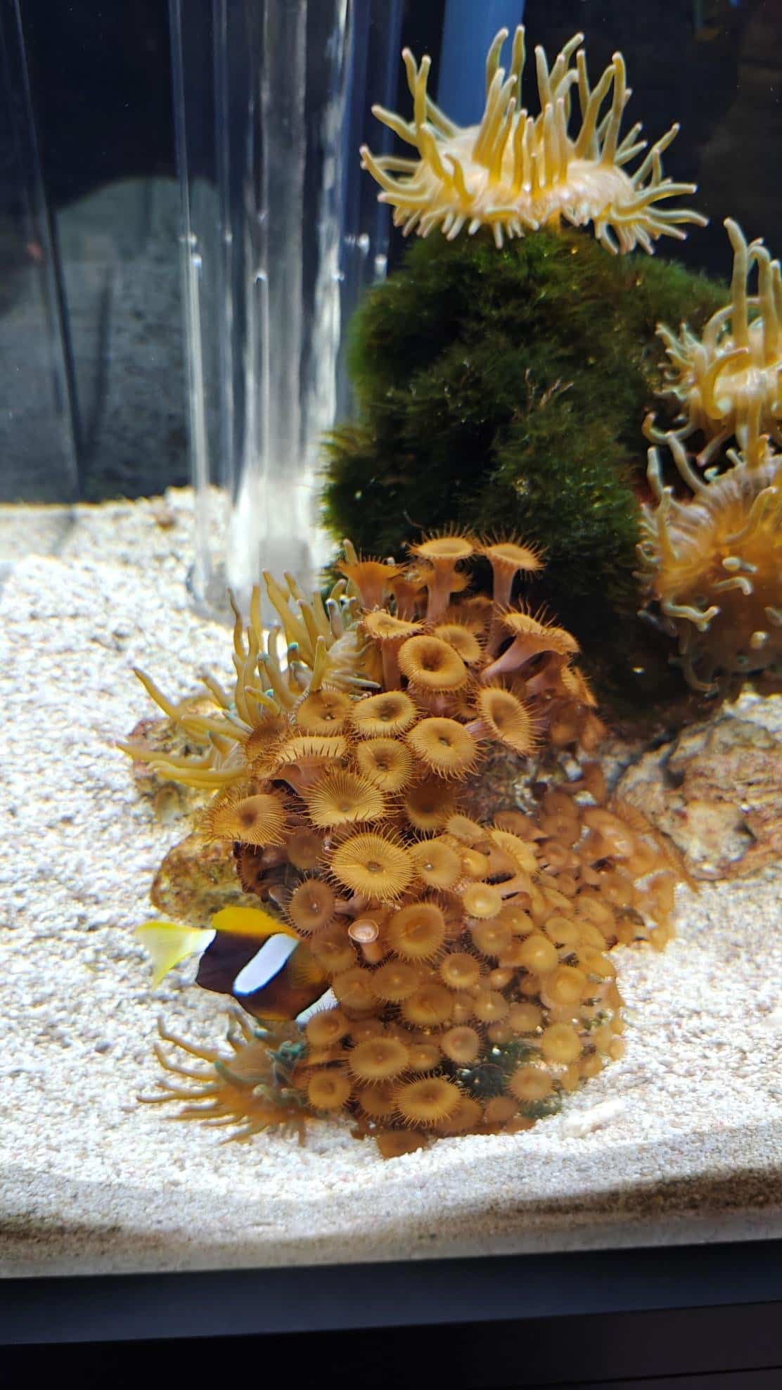 Vibrant underwater coral with anemones and clownfish