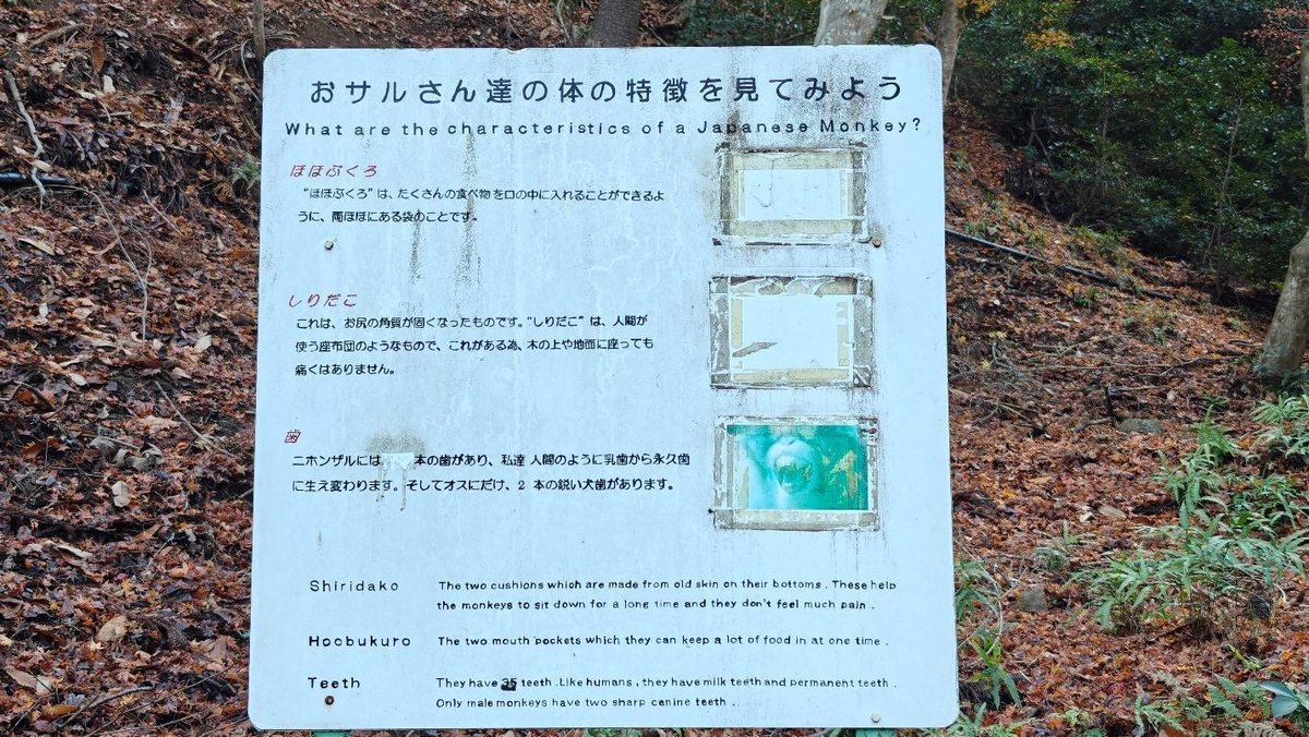 Weathered sign about Japanese monkeys