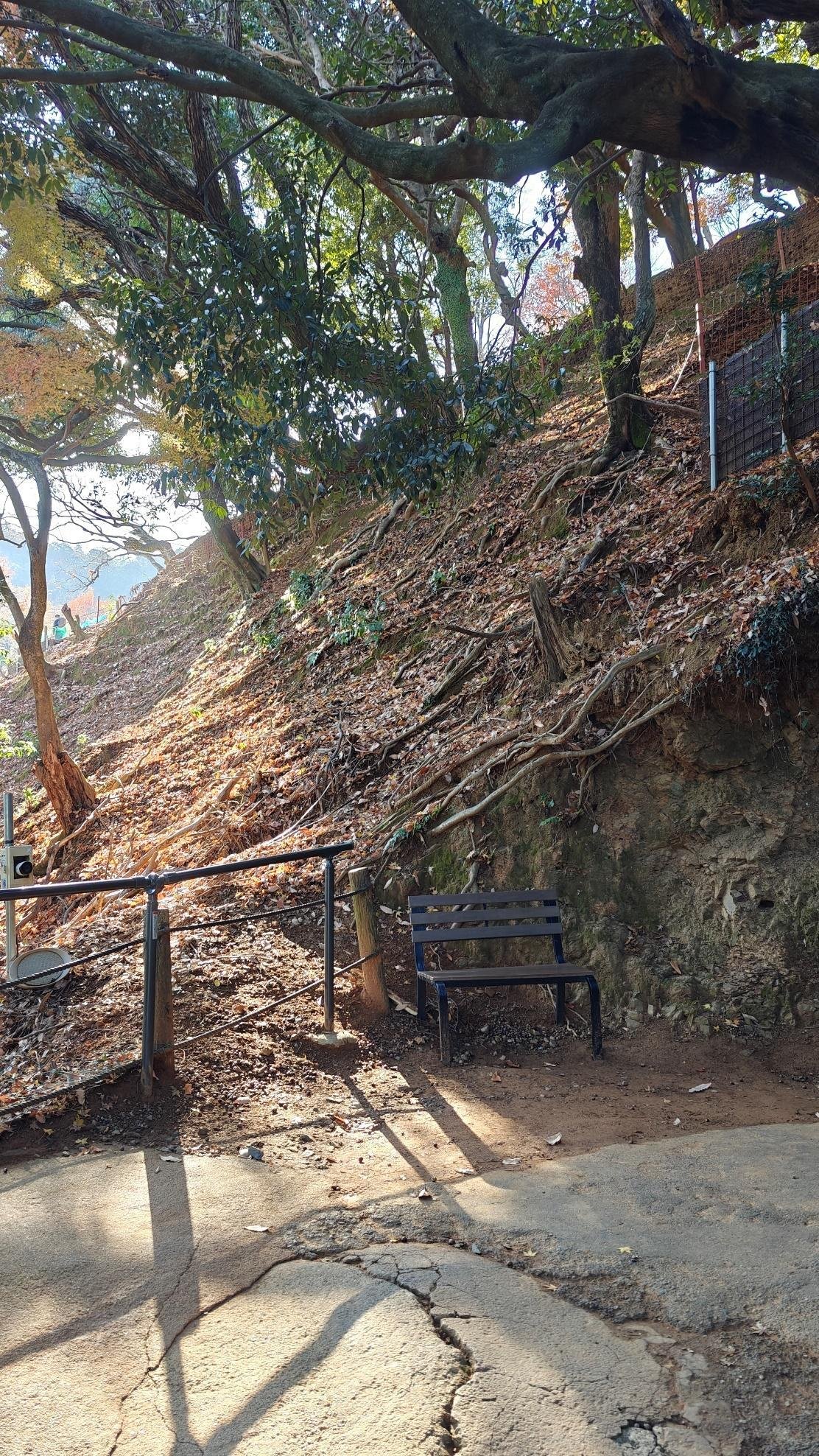 Wooded path with bench and sunlight