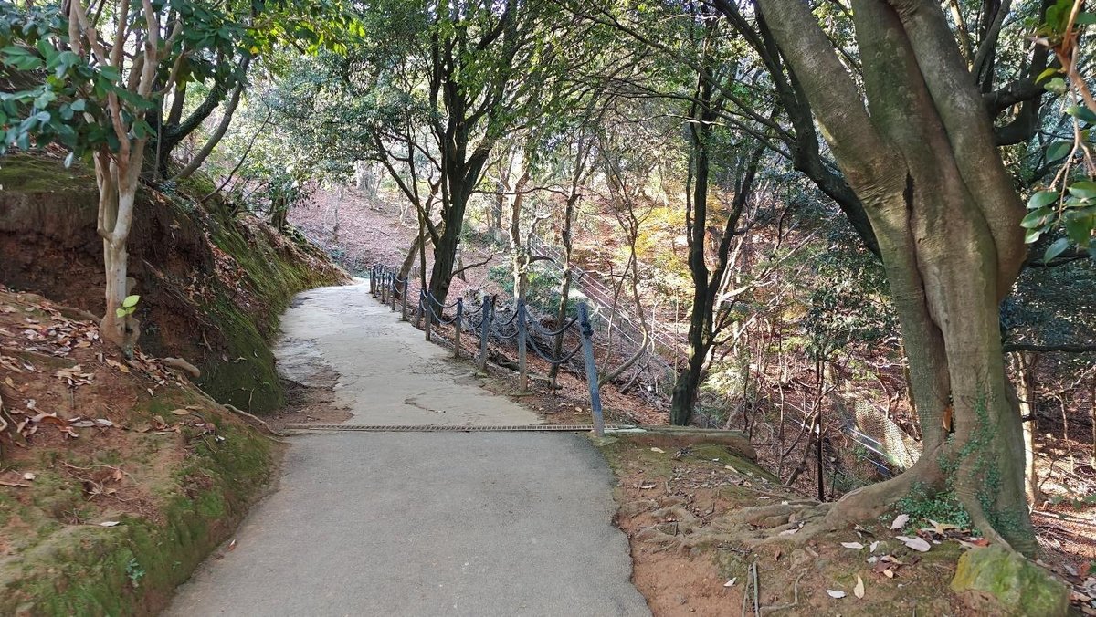 Woodland path with rope fence
