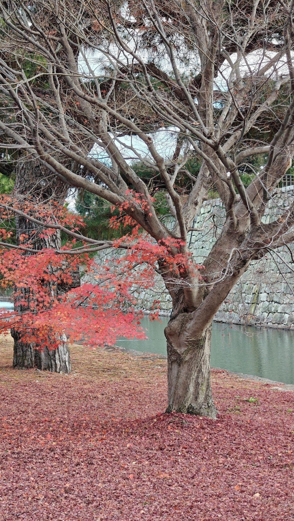 Autumn tree with red leaves by a river