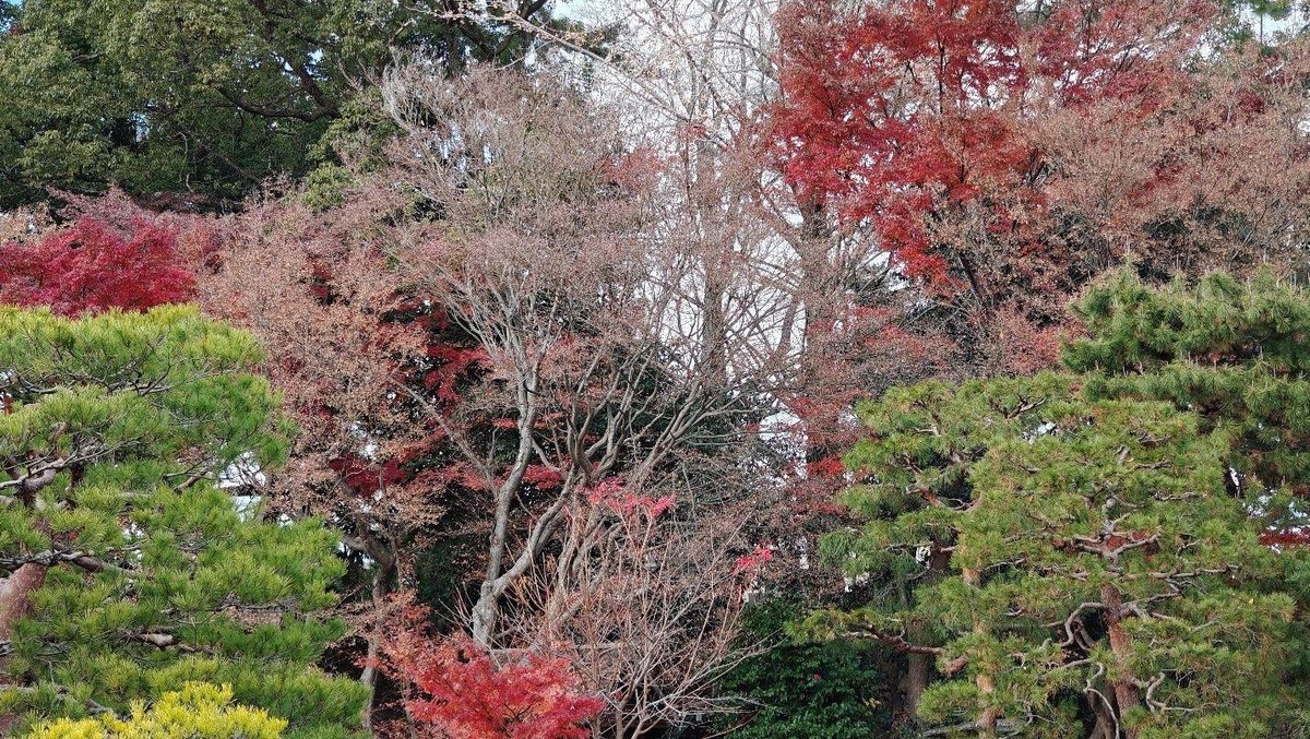 Autumn trees with vibrant red and green hues