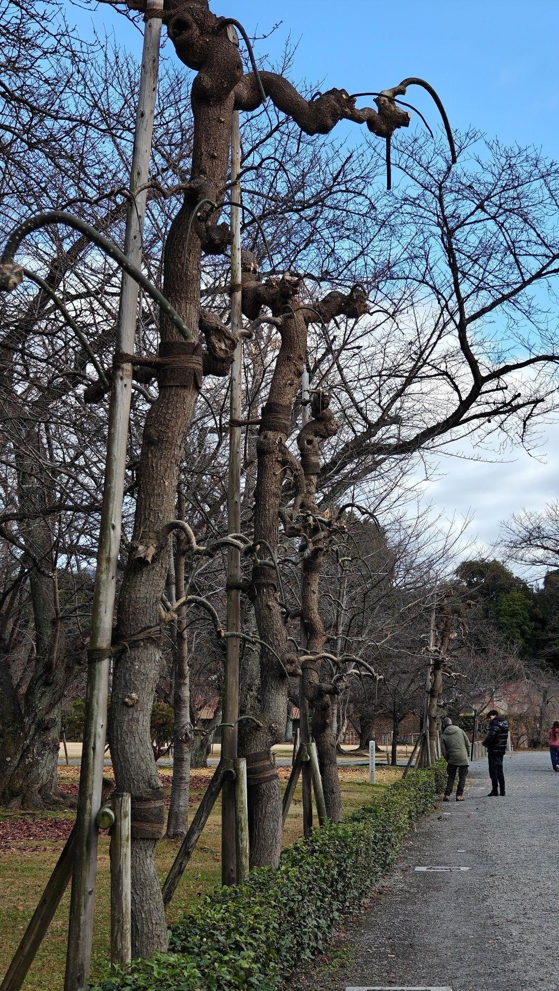Bare trees lining a park path