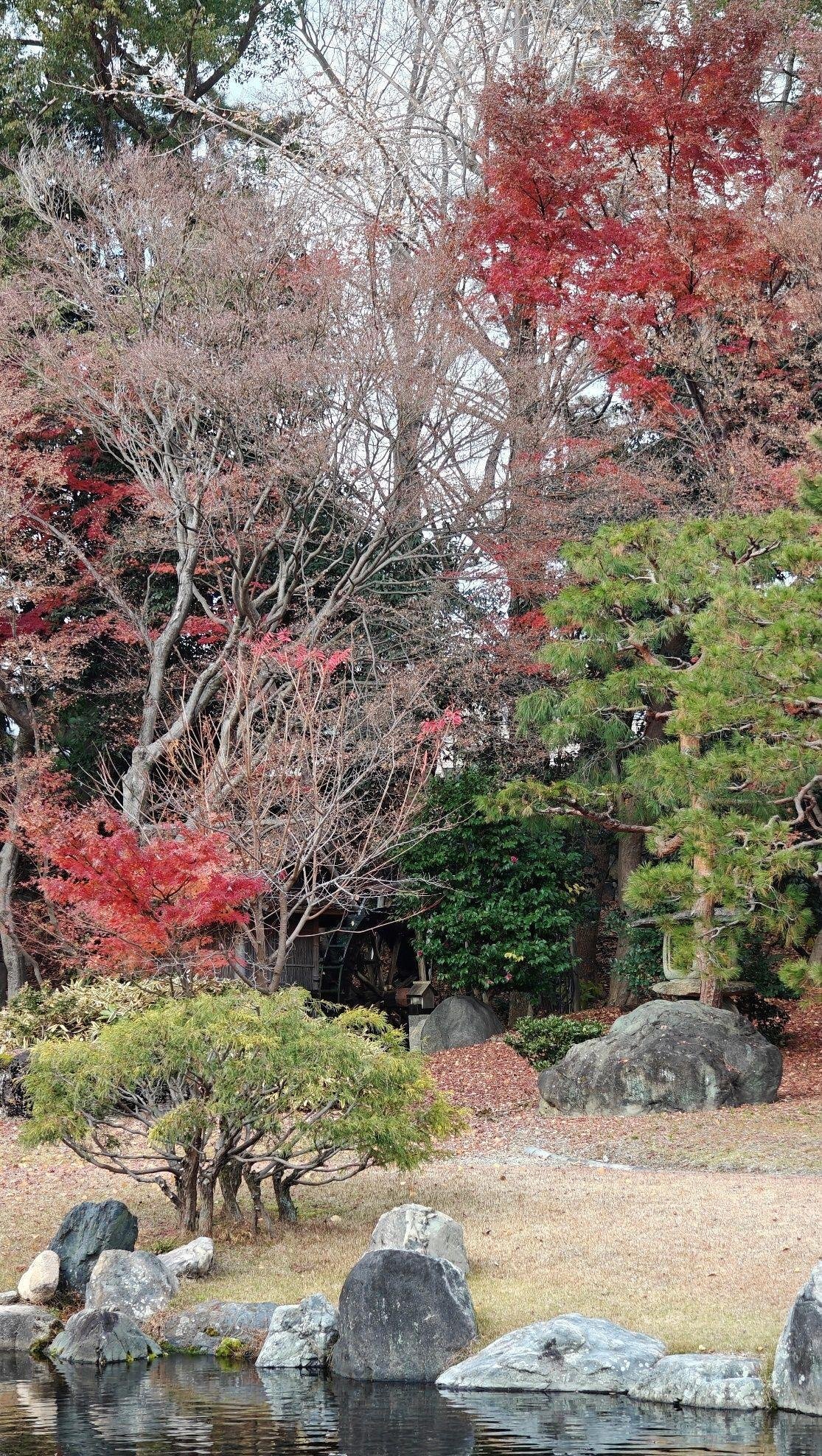 Colorful autumn trees by a calm pond