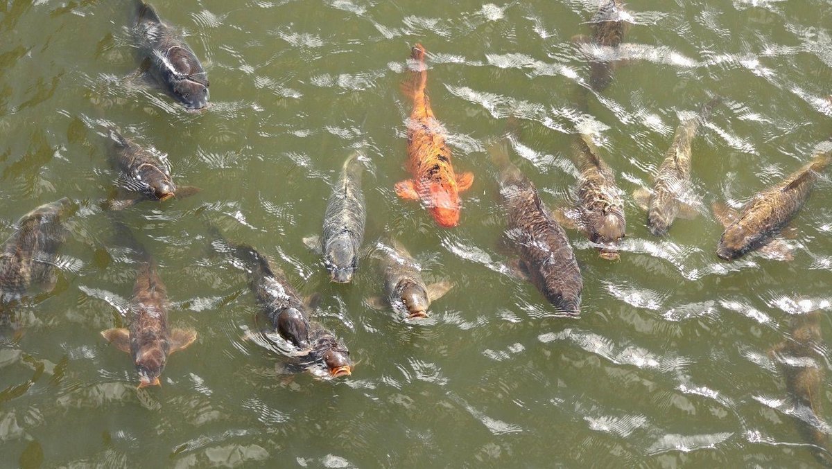 Colorful fish swimming in pond