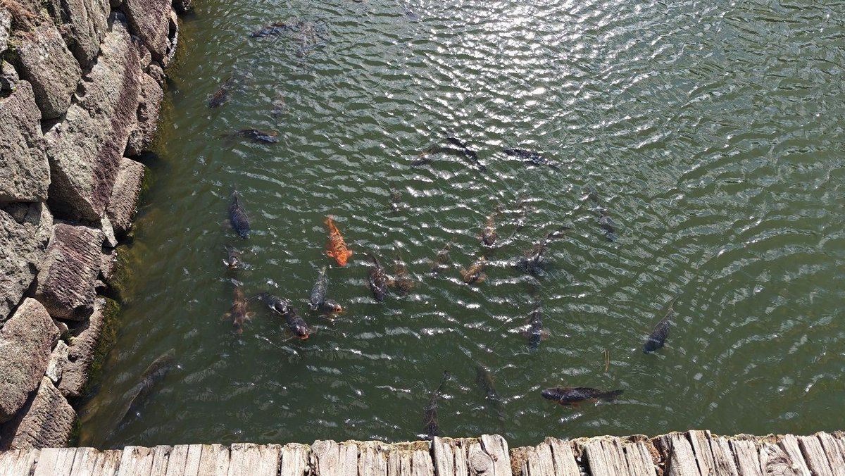 Koi fish swimming near stone wall