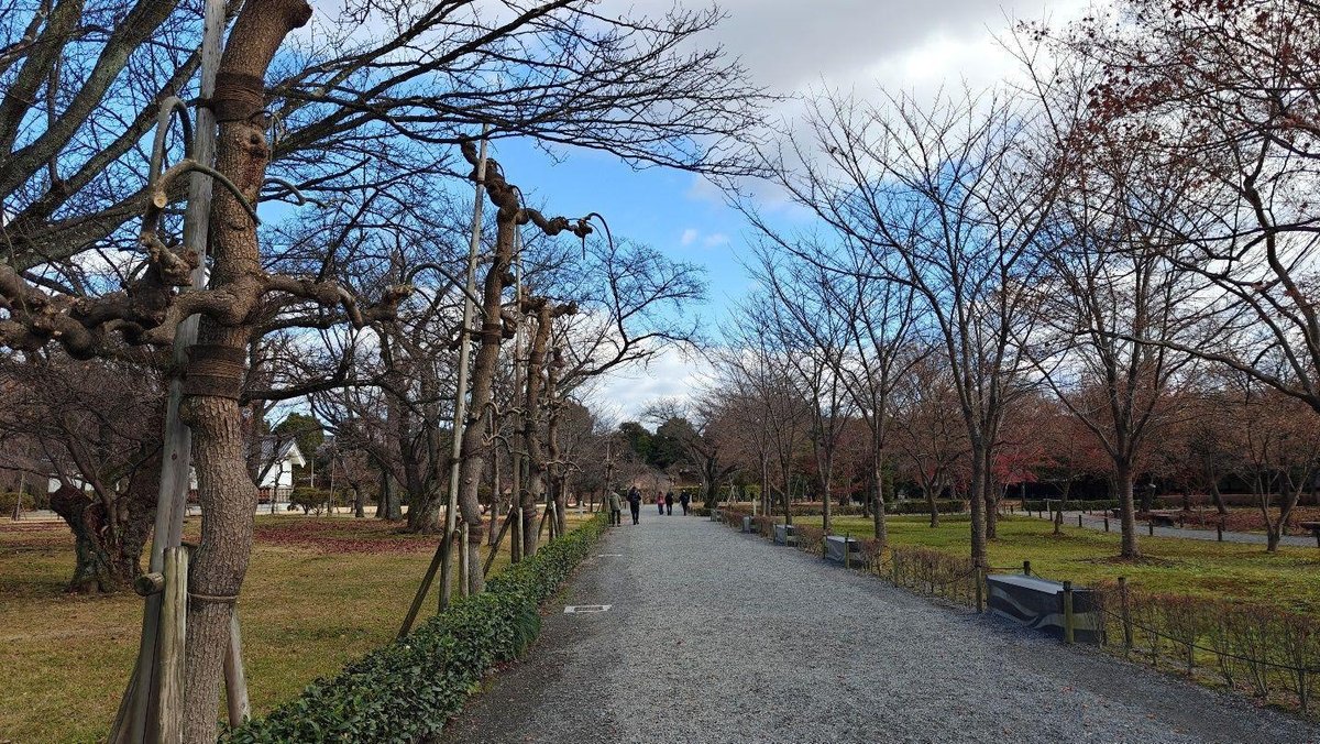 Leafless park path under blue sky