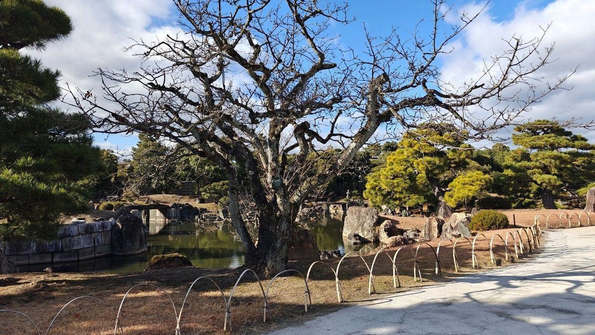 Leafless tree by serene pond