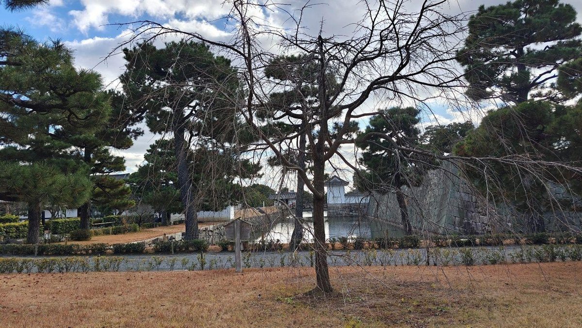 Leafless tree in serene park setting