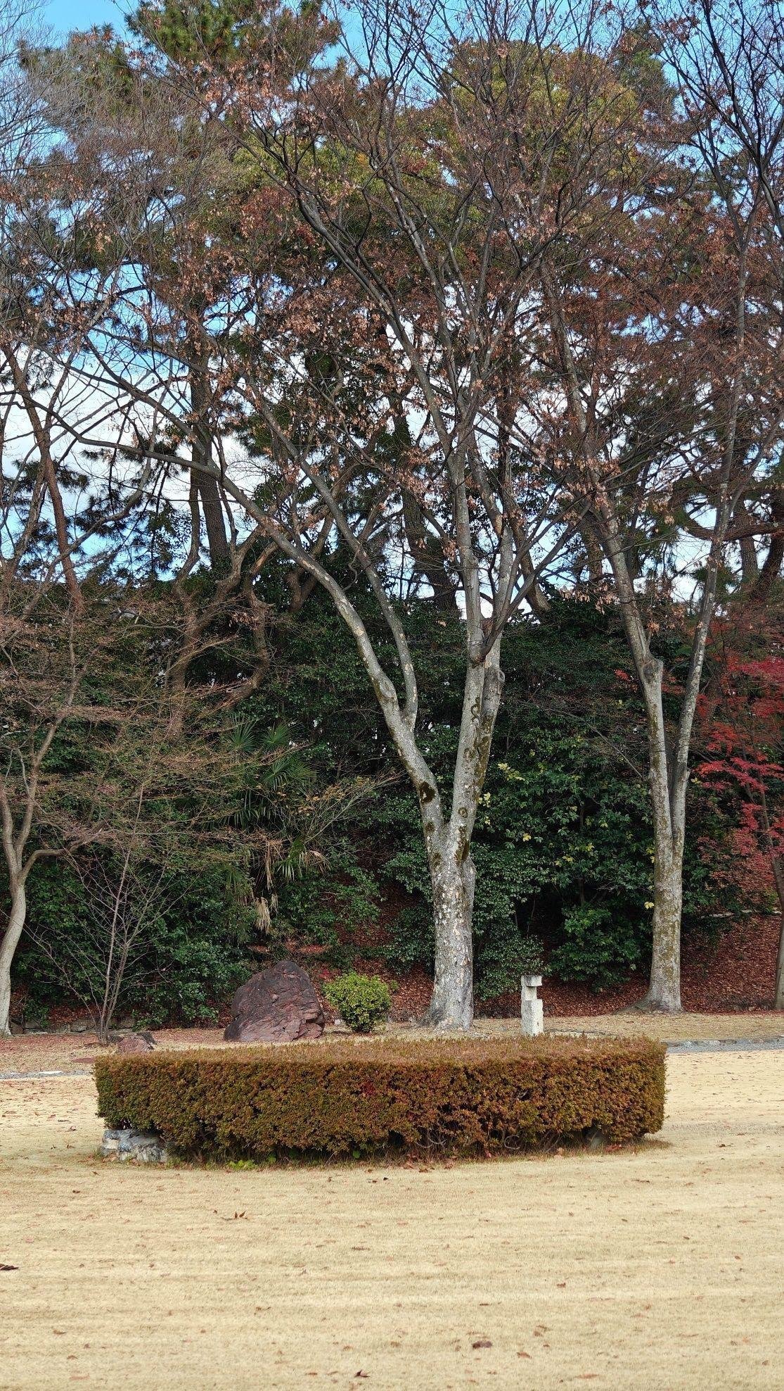 Leafless trees in a park setting