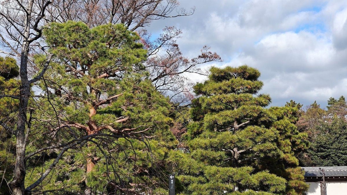 Lush evergreen trees under cloudy sky