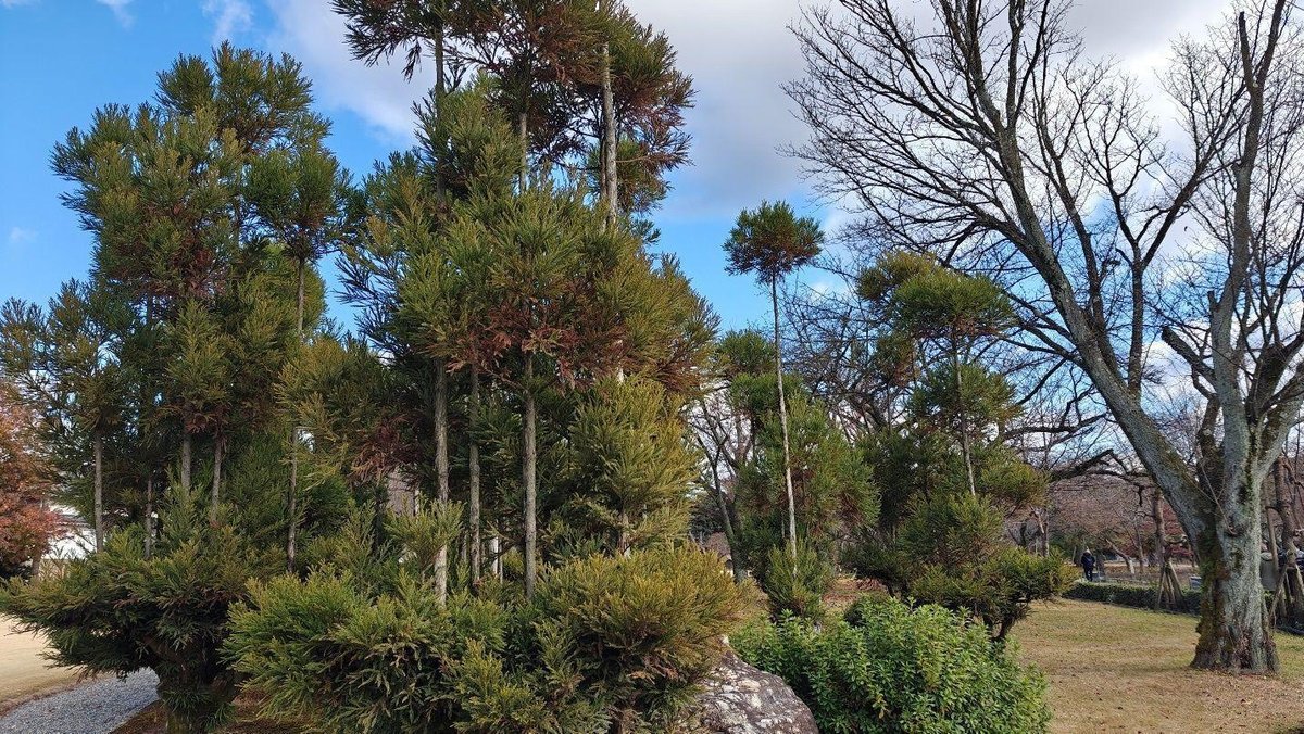Lush green trees under blue sky