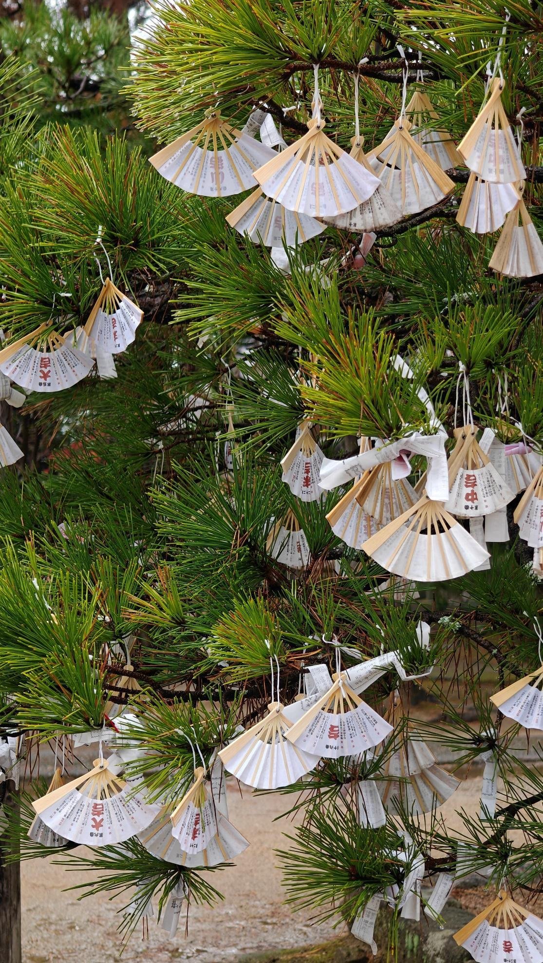 Paper fortunes tied to pine branches in a cultural setting