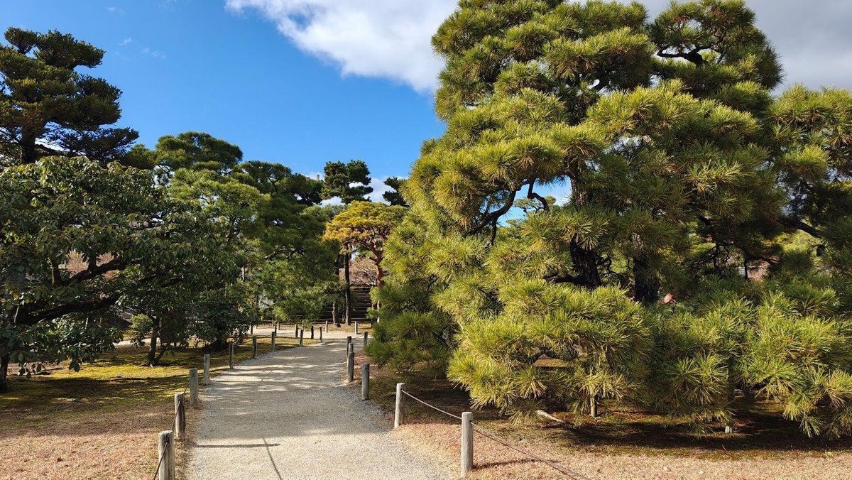 Path through Japanese garden with pines