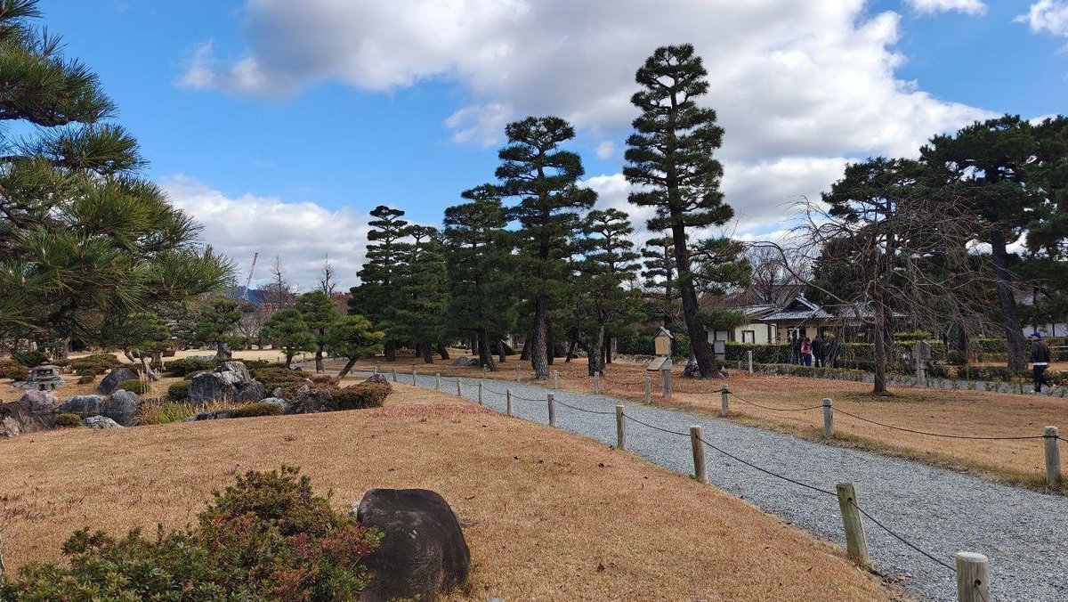 Peaceful park with tall pine trees