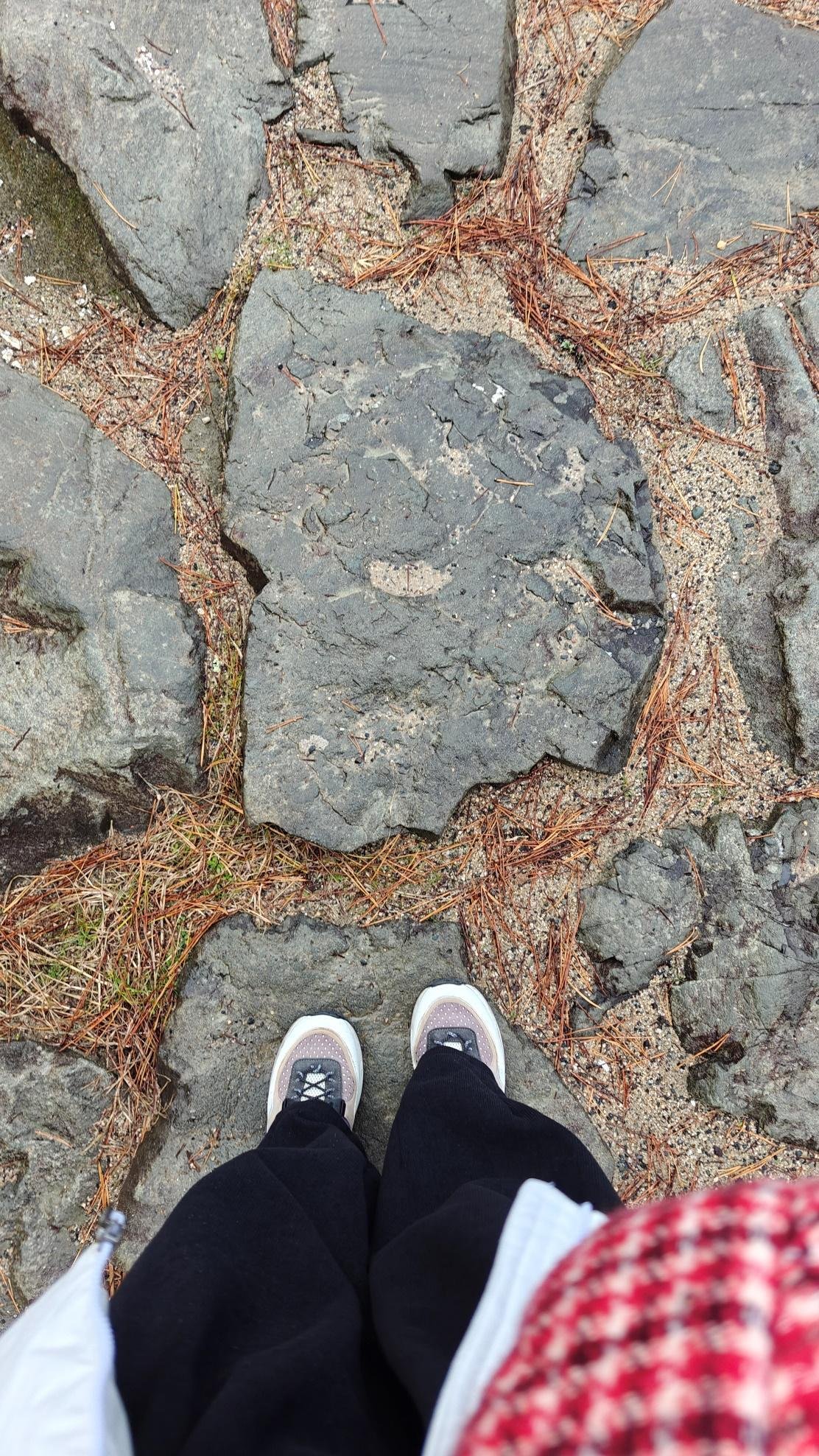 Person standing on rocky ground with pine needles
