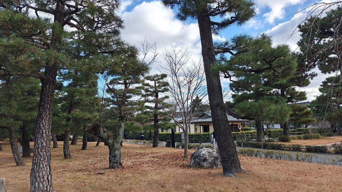 Pine trees and building under cloudy sky