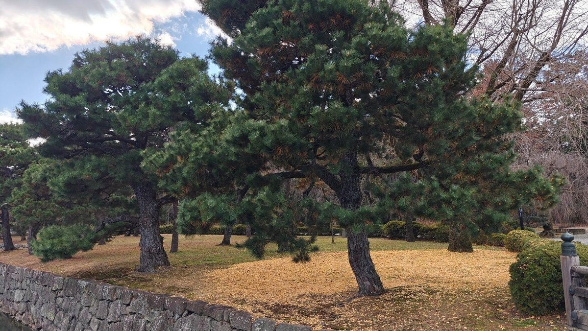 Pine trees in a park with cloudy sky
