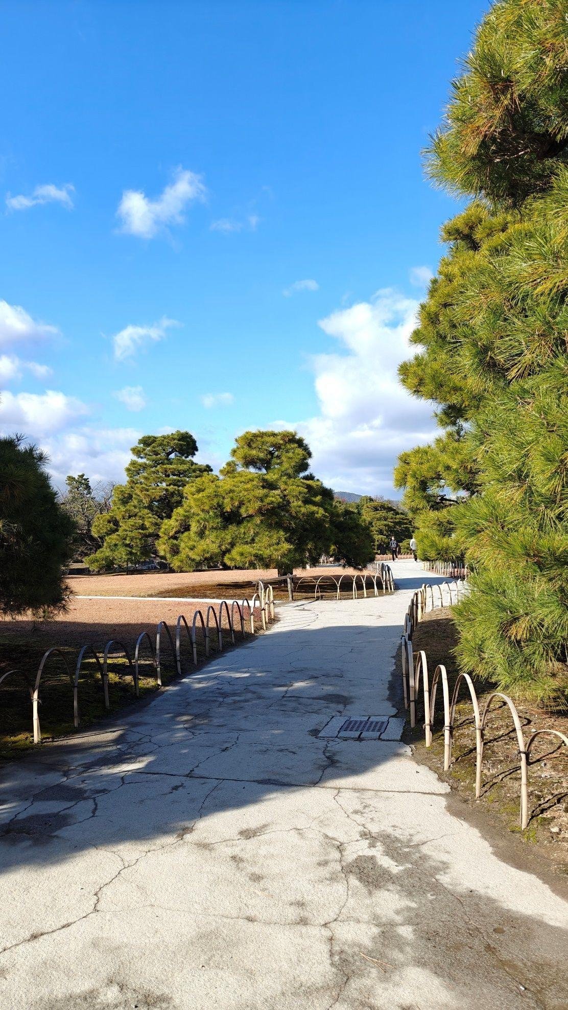 Sunny park path lined with pine trees