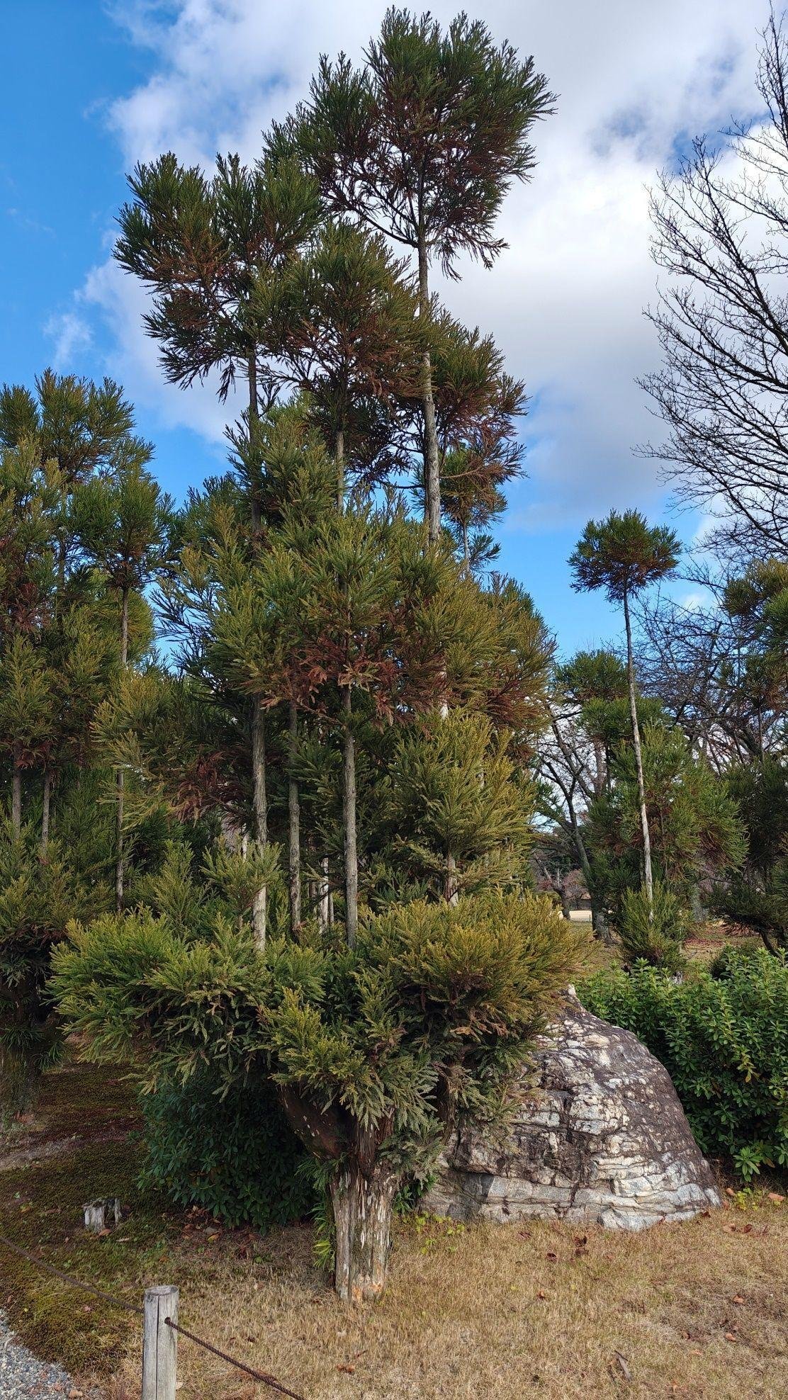 Tall trees with blue sky