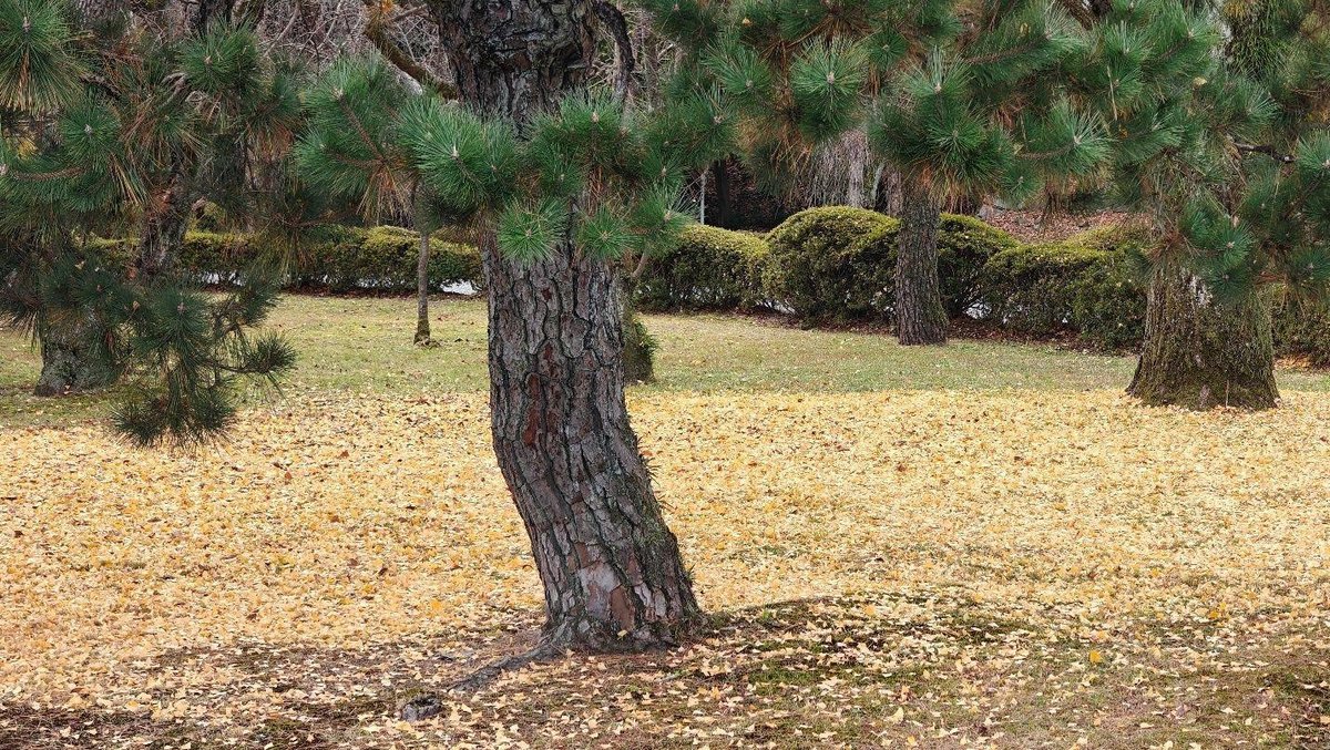 Tree and fallen leaves in a park