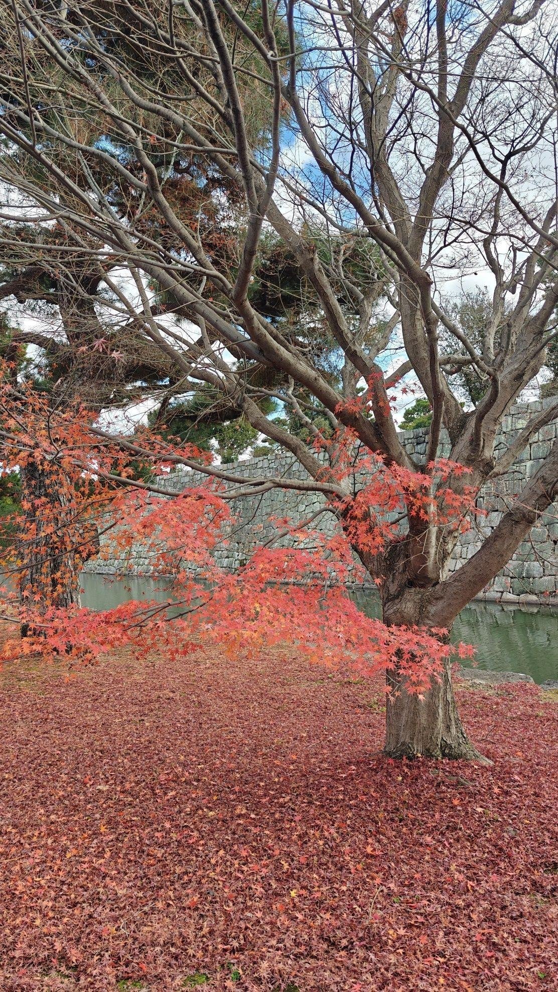 Tree with red autumn leaves