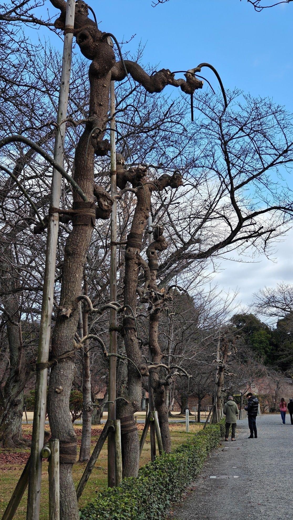 Winter path with bare twisted trees