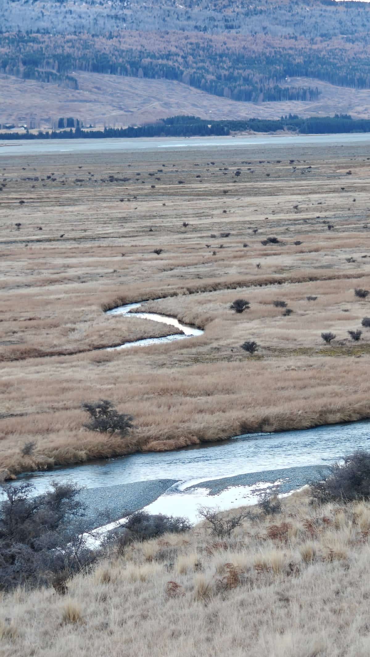 A braided river winding through golden tussock flats