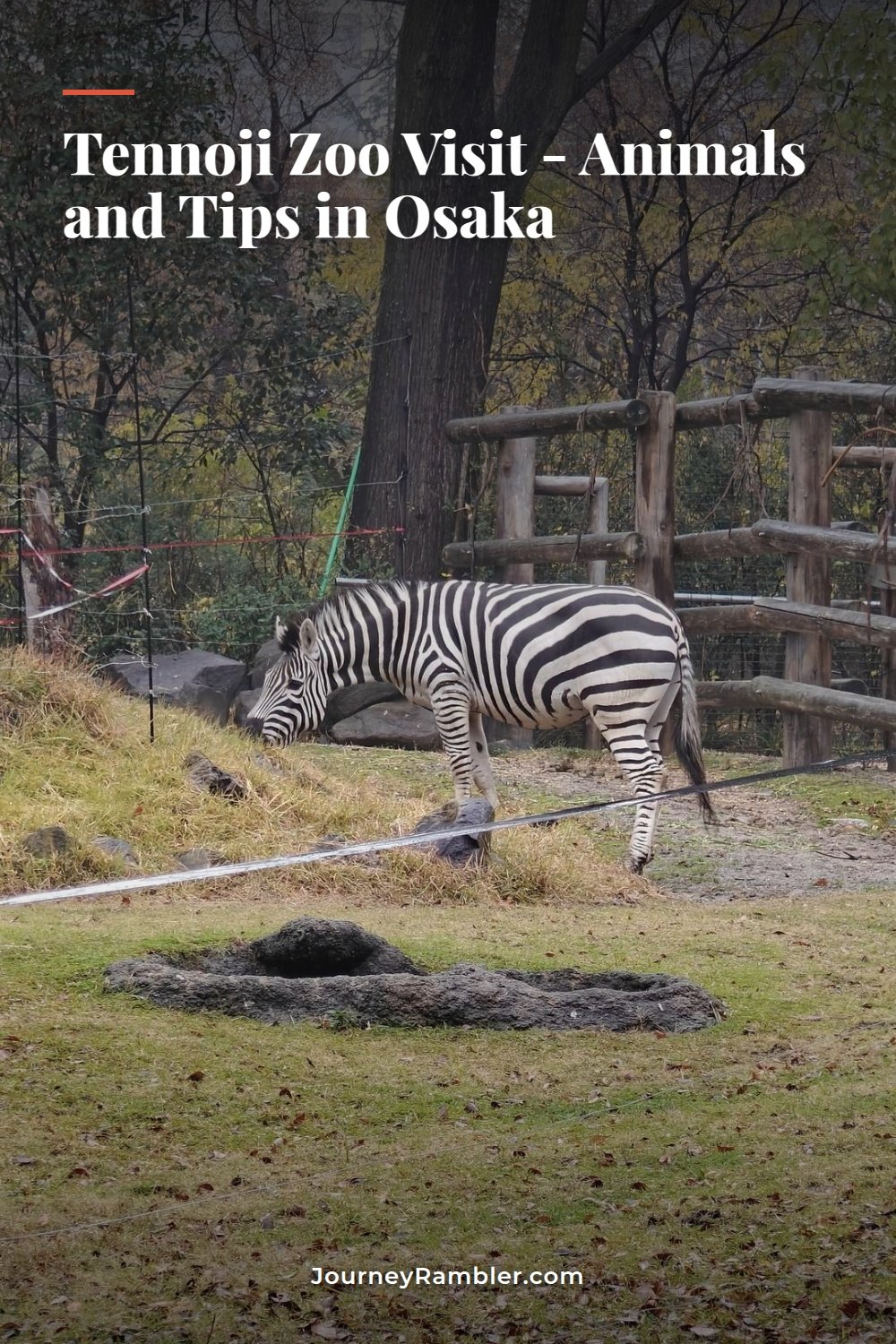 A Day with the Animals at Tennoji Zoo, Osaka