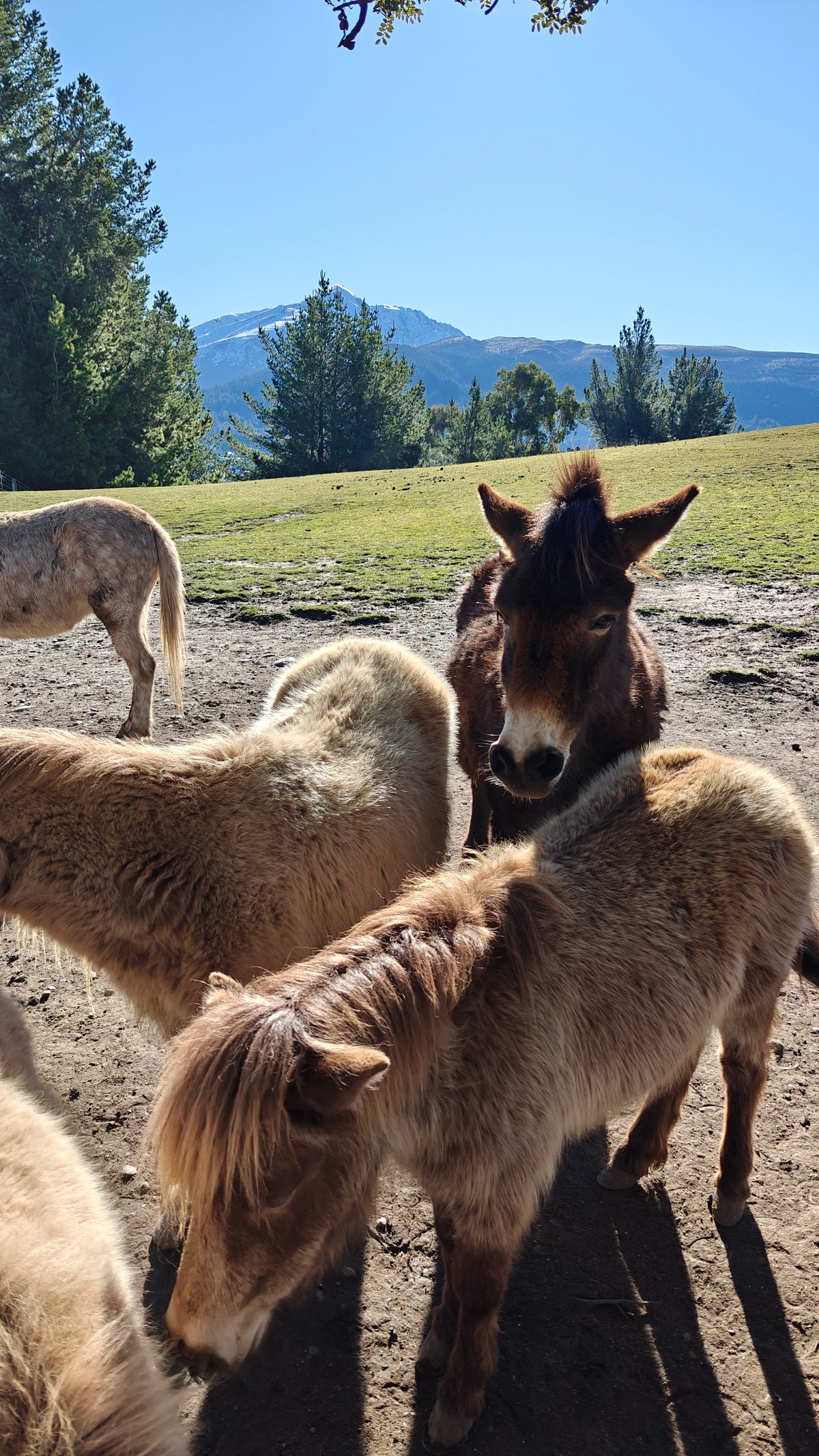 A donkey turning its head among several shaggy