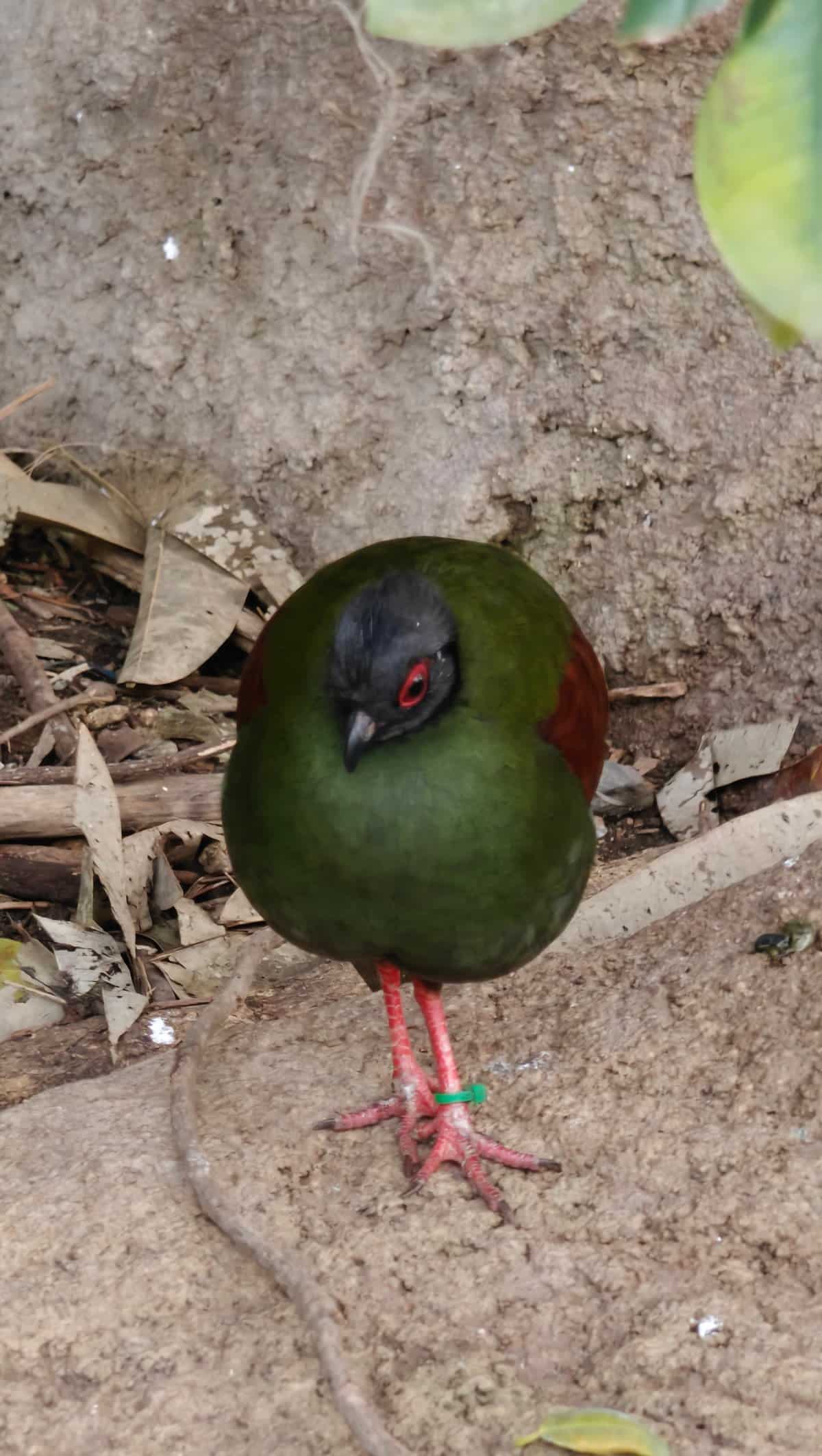 A female crested partridge (roul-roul / カンムリシャコ) —