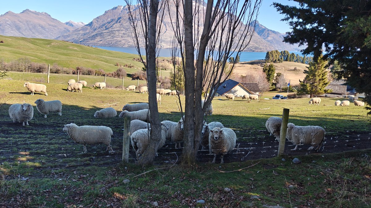 A flock of woolly sheep grazing under a