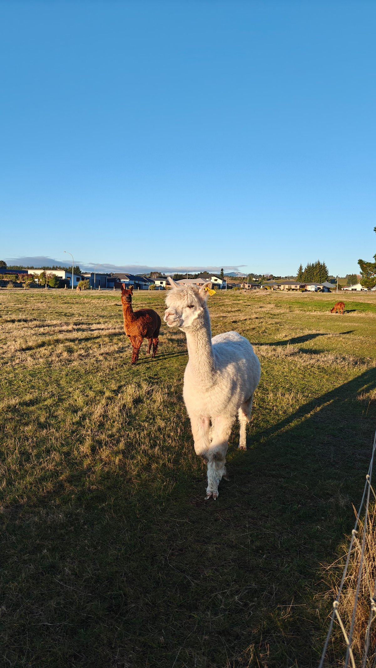 A fluffy white alpaca facing the camera in