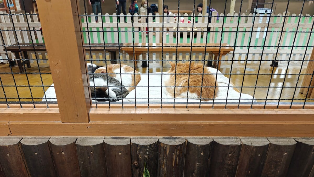 A ginger tabby cat curled on a wooden