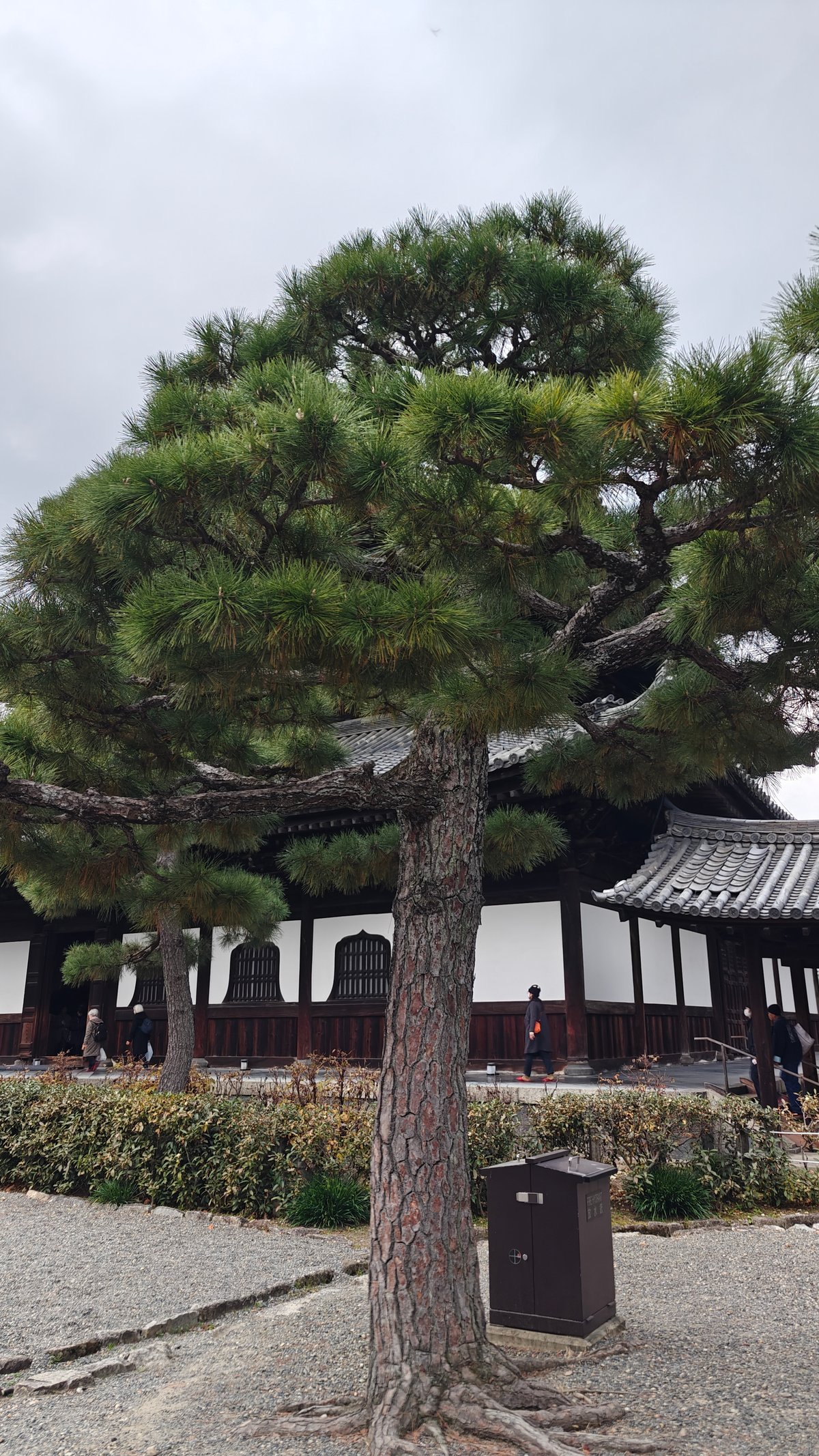 A grand old pine tree framing the hall