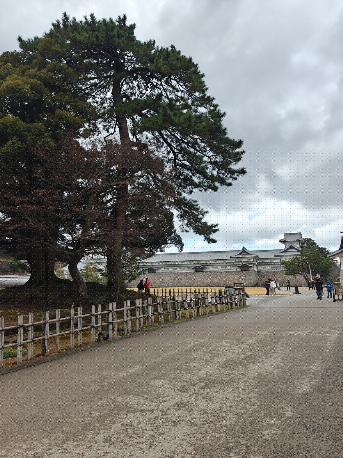 A grand spreading pine tree on the Sannomaru
