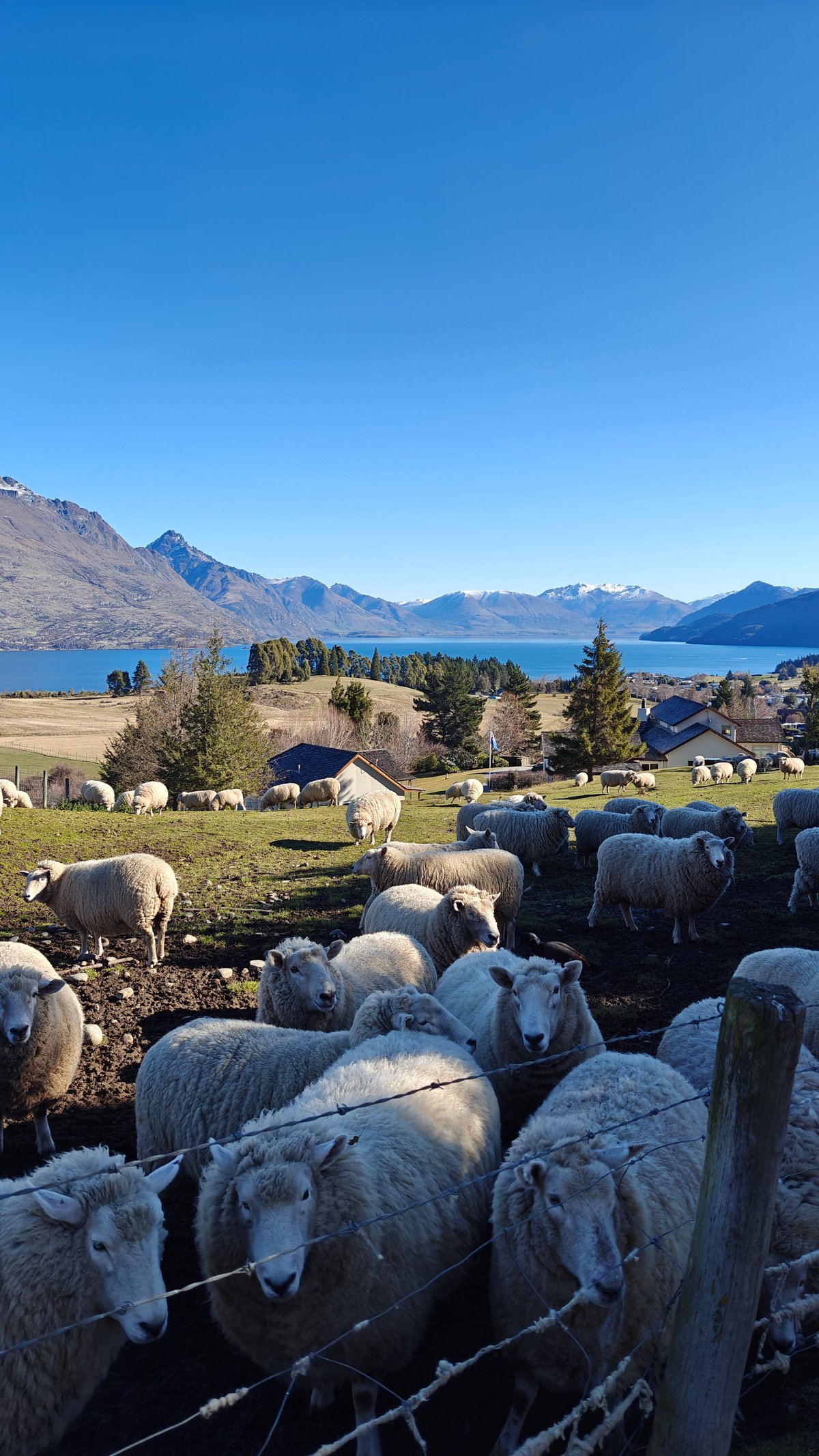 A large flock of sheep strung along a