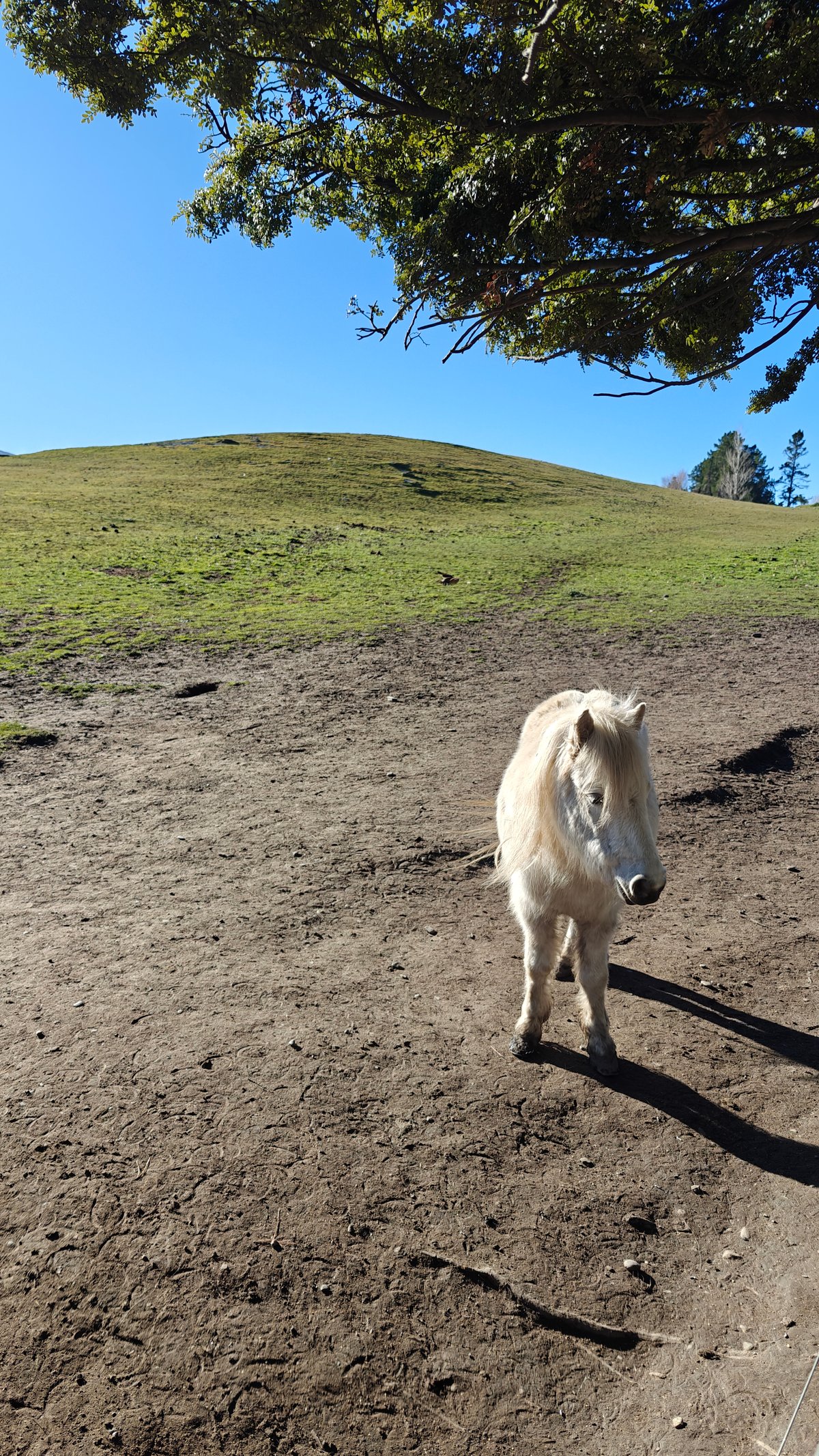 A lone cream-white pony standing on a bare